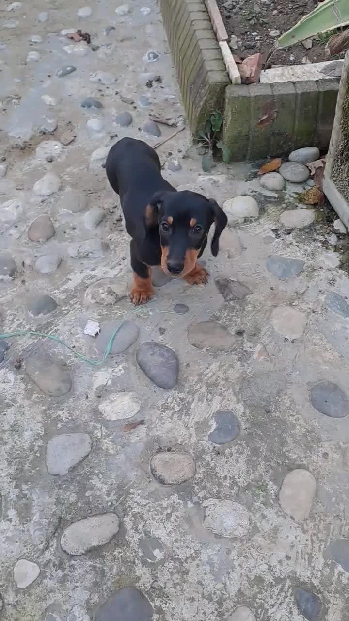 فروش|سگ|خرمآباد (تنکابن), |دیوار