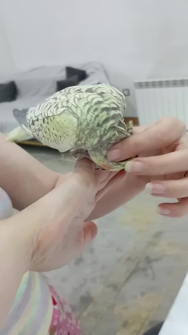 عروس هلندی مرواریدی|پرنده|قرچک, مهدیه|دیوار