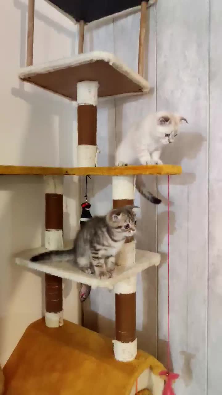 بچه گربه اسکاتیش|گربه|ارومیه, |دیوار