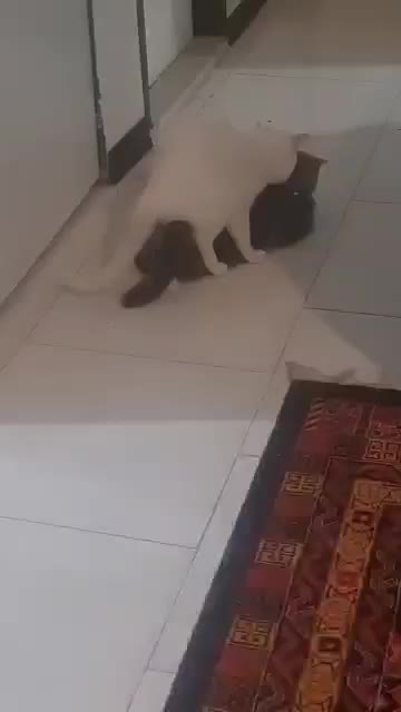 جفت گیری اسکاتیش نر|گربه|ساوه, |دیوار