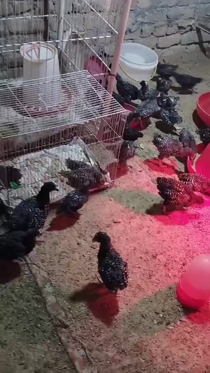 خروس امروک اصل جوجه امروک اصیل تخم مرغ  نطفه دار|حیوانات مزرعه|مشهد, میان ولایت|دیوار