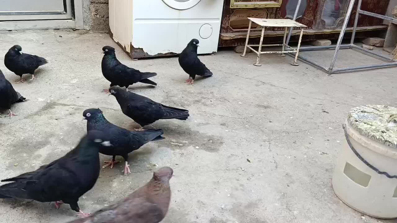 کبوتر|پرنده|میاندوآب, |دیوار