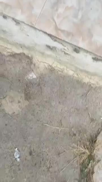 سگ هاسکی نر|سگ|امامزاده عبدالله, |دیوار