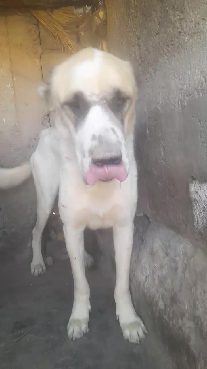 سگ افغان|سگ|بم, |دیوار