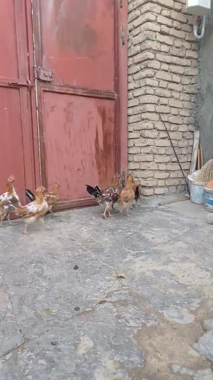 مرغ|حیوانات مزرعه|دهگلان, |دیوار