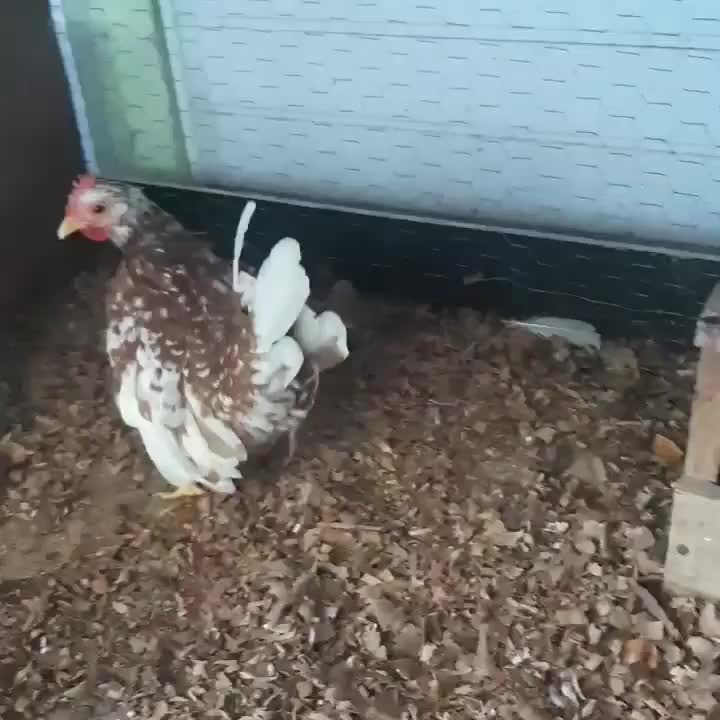 جوجه جاپنیز گلد متلد|حیوانات مزرعه|رشت, پورسینا|دیوار