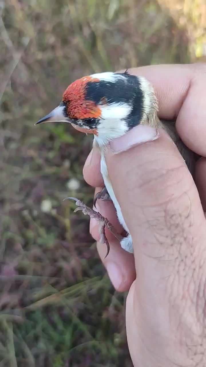 جوجه سهره|پرنده|تالش, هشتپر|دیوار