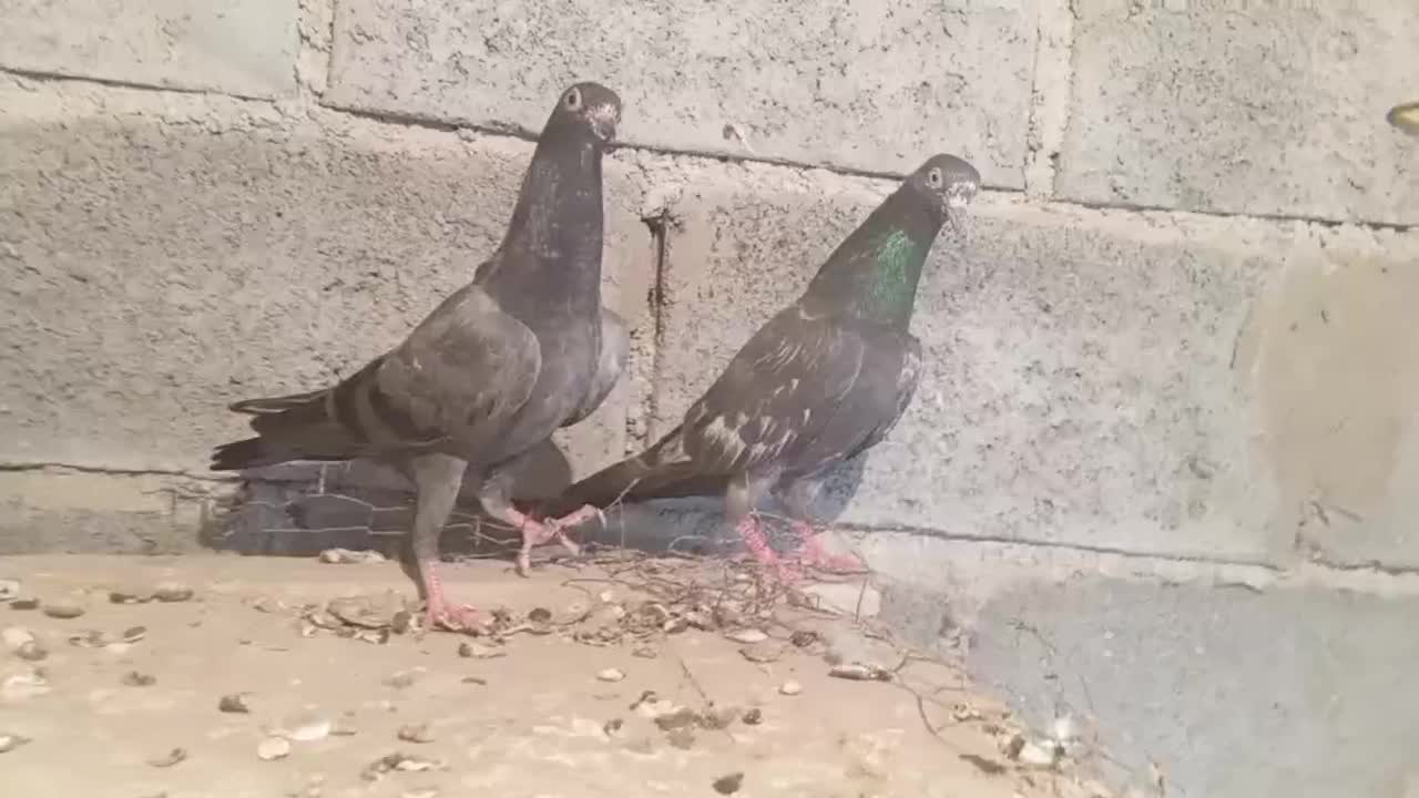 دو عددکبوتر پرش سنگین|پرنده|میناب, |دیوار