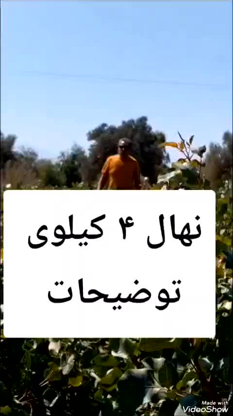 نهال پسته ایساتیس|خدمات باغبانی و درختکاری|مهریز, |دیوار