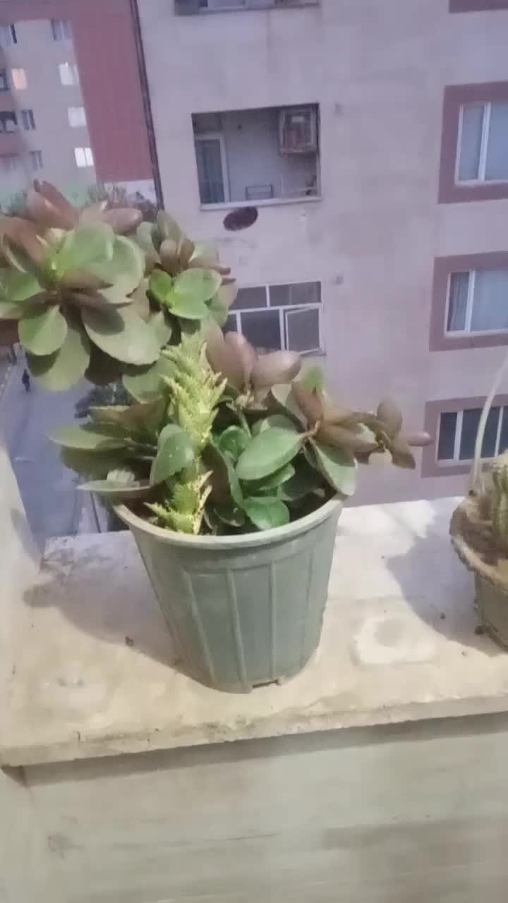 گل.گیاه کاکتوس|گل و گیاه طبیعی|هشتگرد, شهرک پارسیان|دیوار