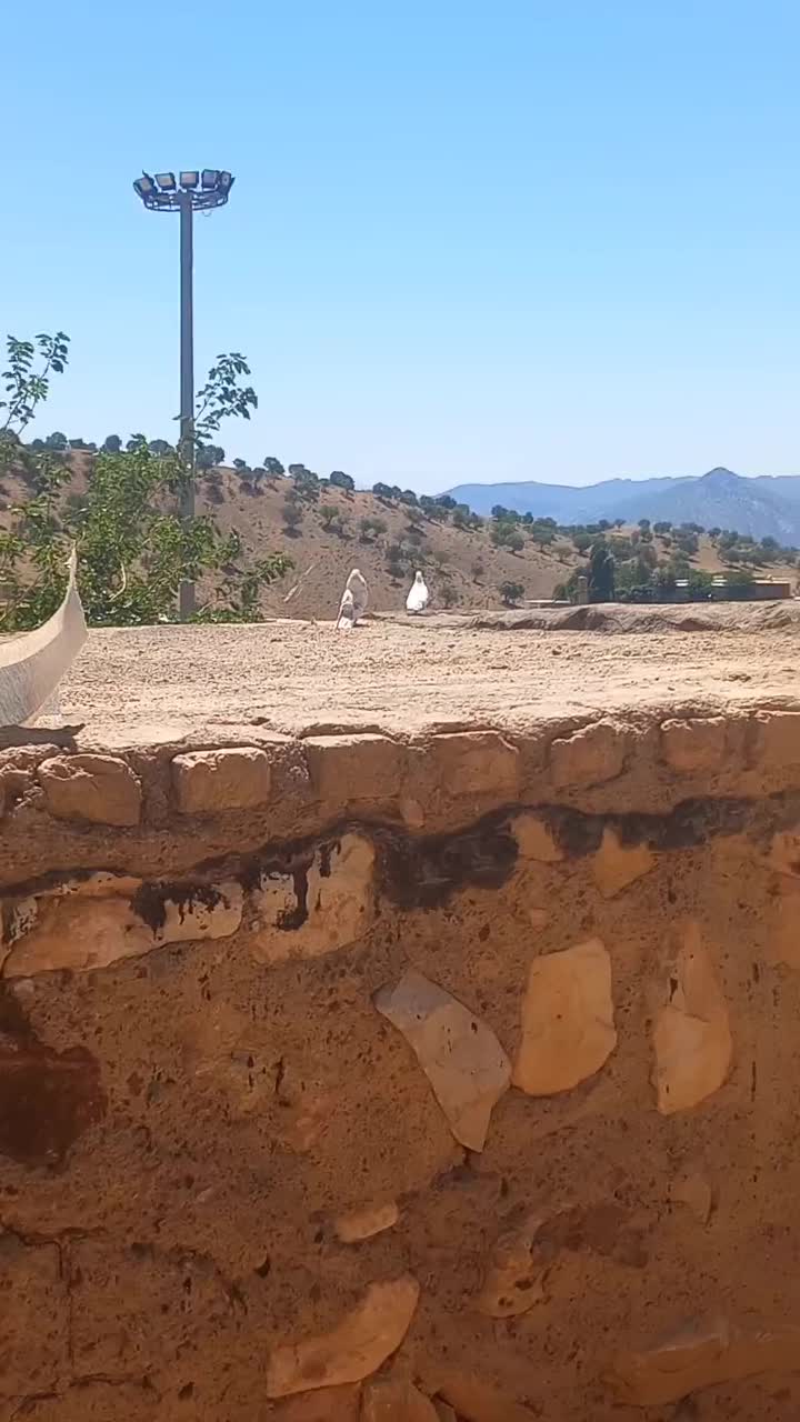 کوهدشت|پرنده|کوهدشت, |دیوار