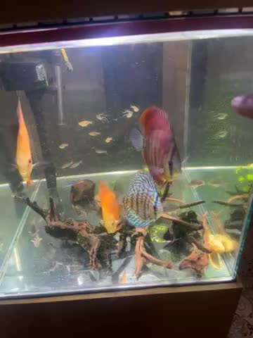 ماهی دیسکس|ماهی|تهران, جنت‌آباد جنوبی|دیوار