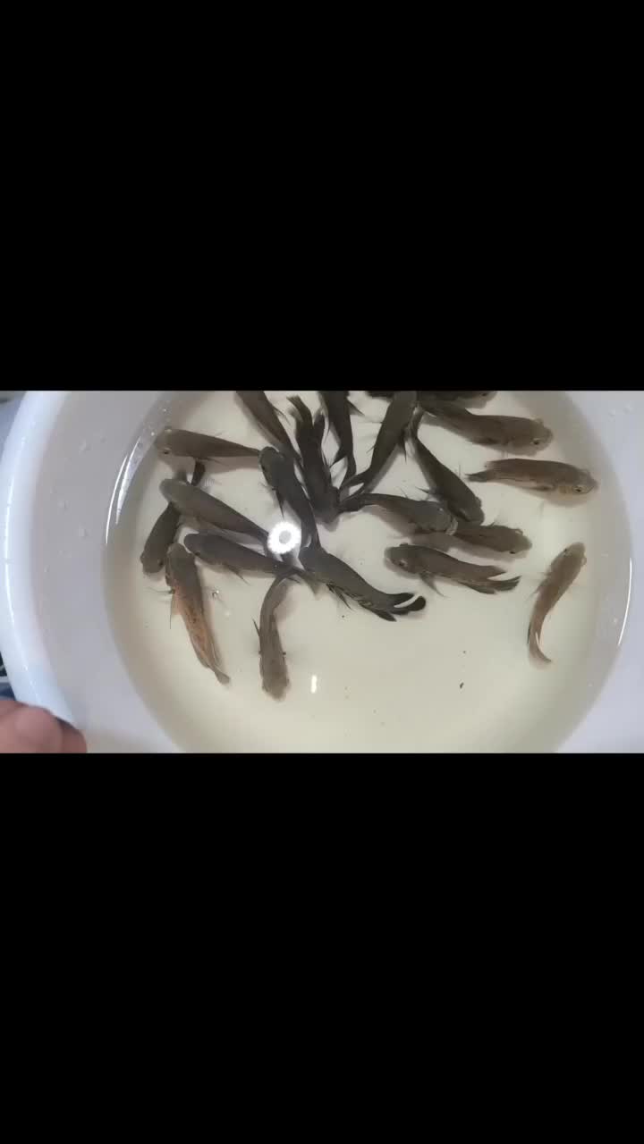 فروش ماهی اسکار و سورم|ماهی|مشهد, انقلاب|دیوار