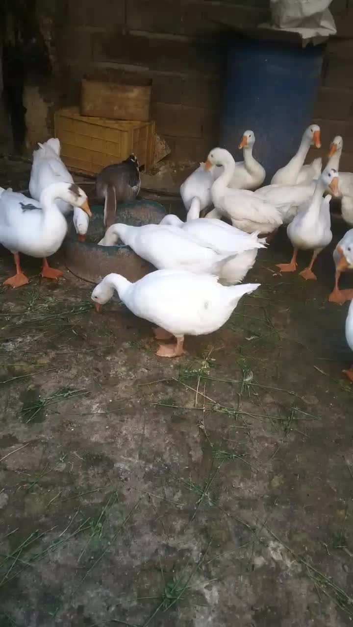 قاض|حیوانات مزرعه|آبادان, |دیوار