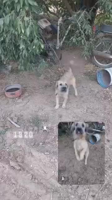 سگ نگهبان|سگ|ساوه, |دیوار