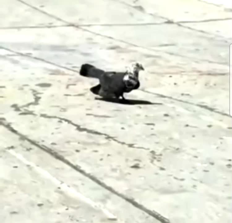 کبوتر جهت برکت|پرنده|رشت, امین الضرب|دیوار