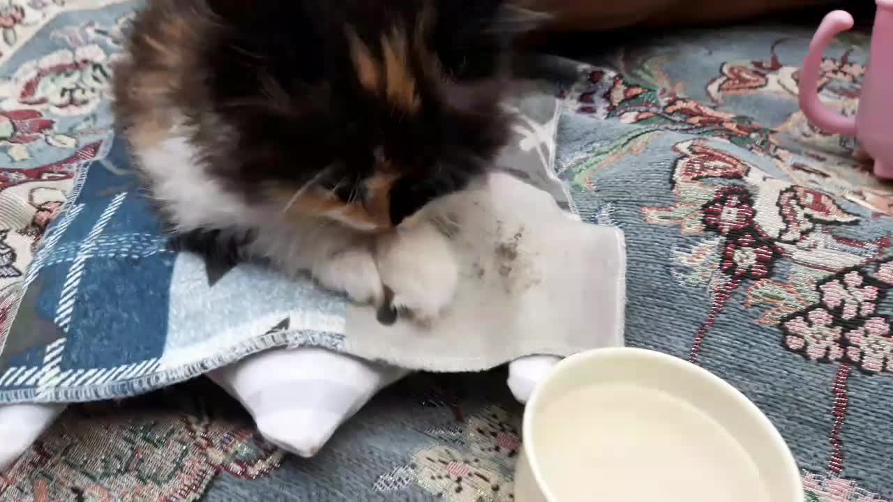 ۱میلیون ۱۰۰ همراه وسیله|گربه|گرگان, |دیوار