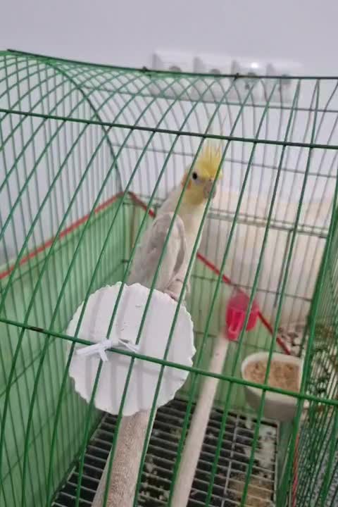 عروس هلندی لوتینو نر|پرنده|عباسآباد, |دیوار