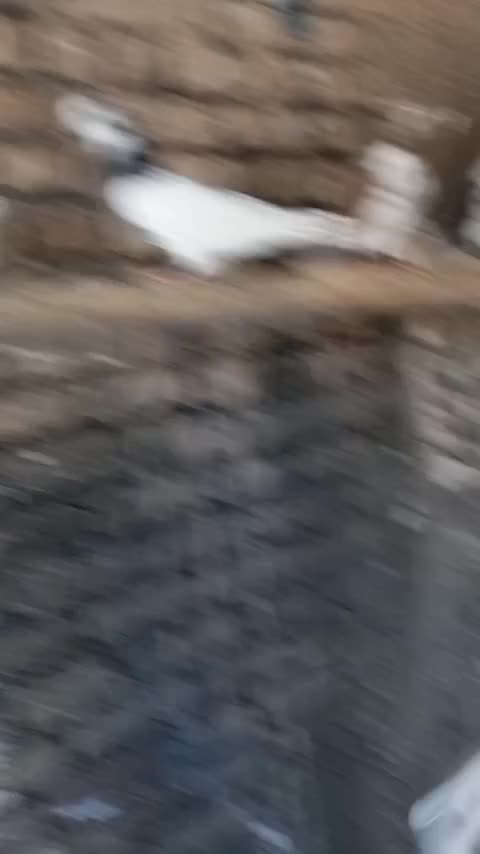 طوقی|پرنده|تهران, شیخ هادی|دیوار