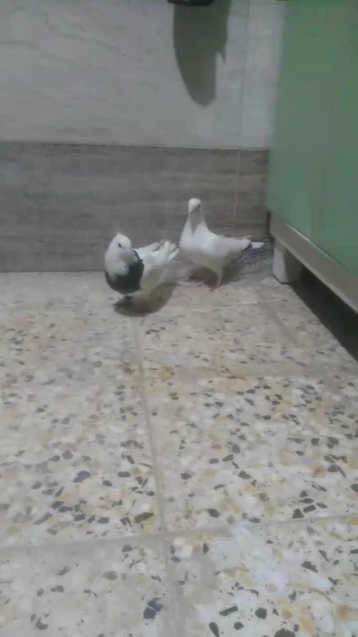 کبوتر|پرنده|اردل, |دیوار