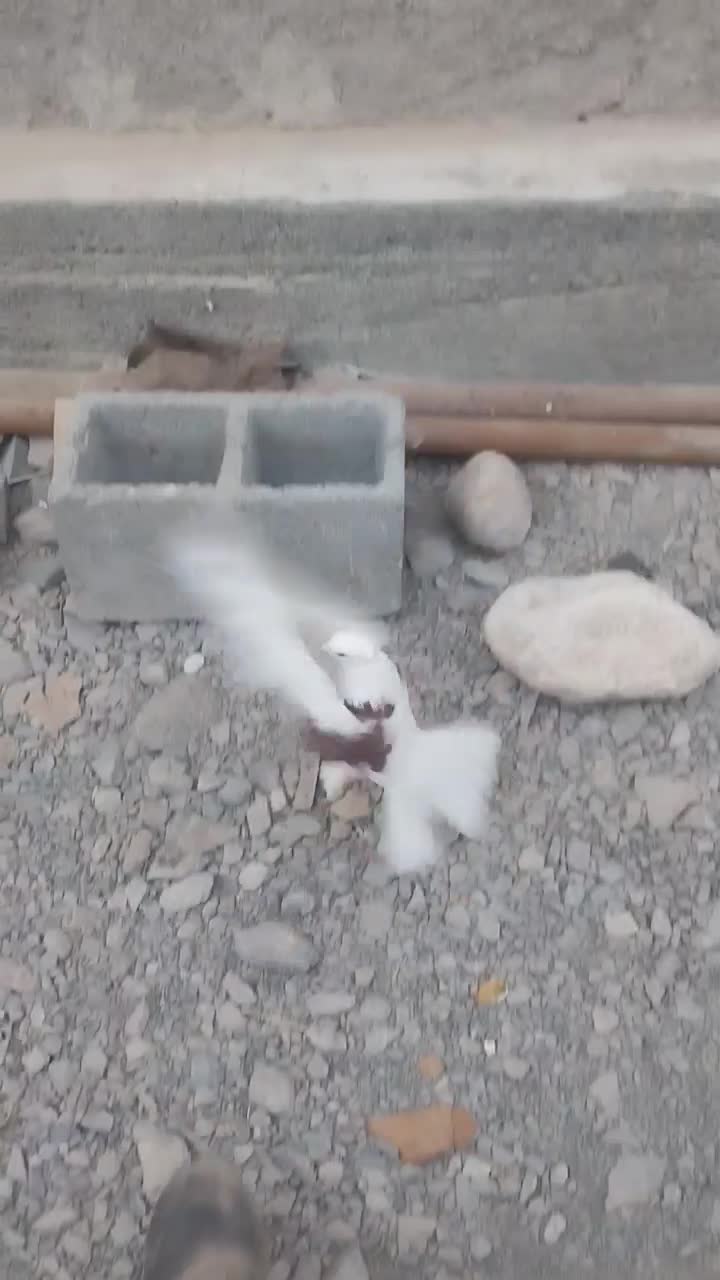 سلام|پرنده|میناب, |دیوار