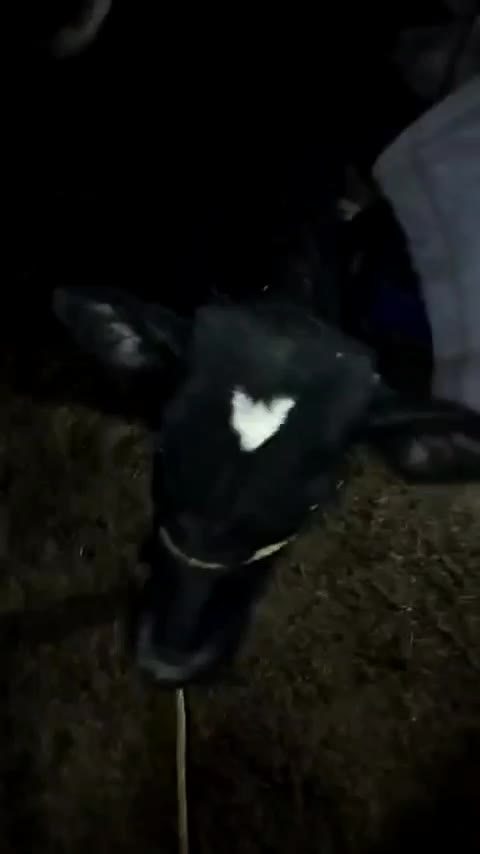 فروش گوساله|حیوانات مزرعه|بلبان آباد, |دیوار