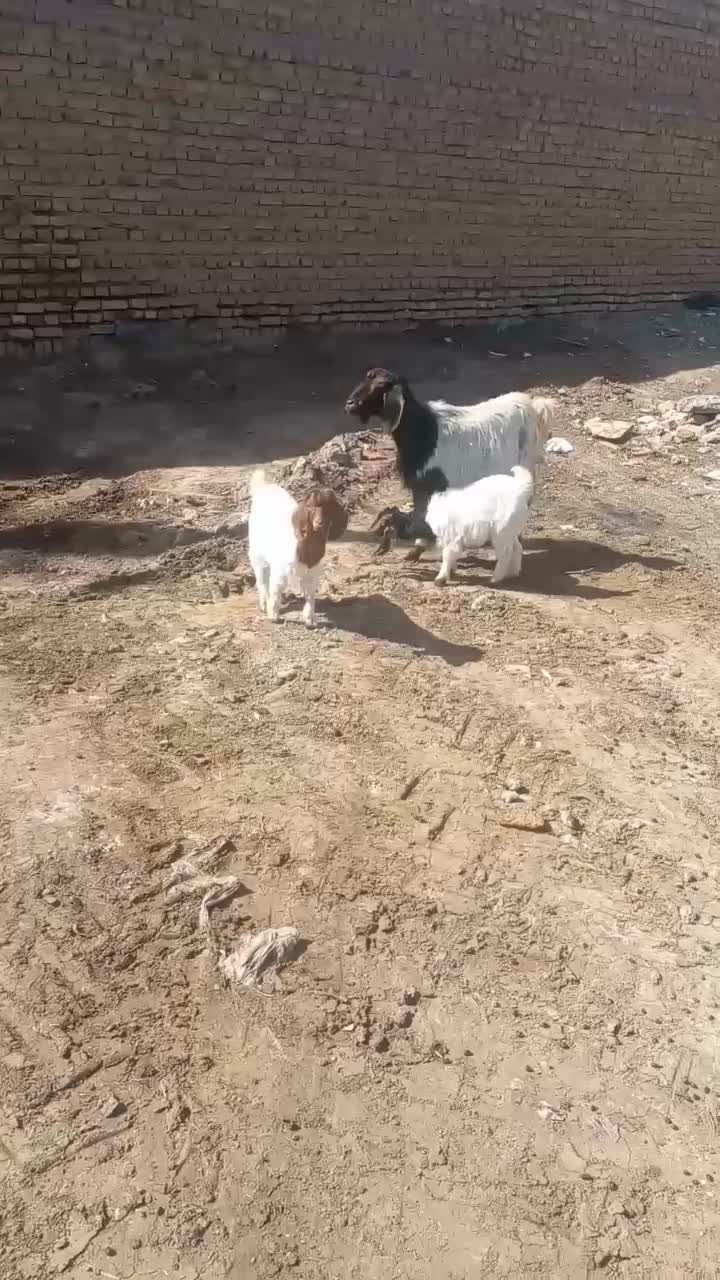 بز جملی|حیوانات مزرعه|تربت جام, کشتارگاه|دیوار