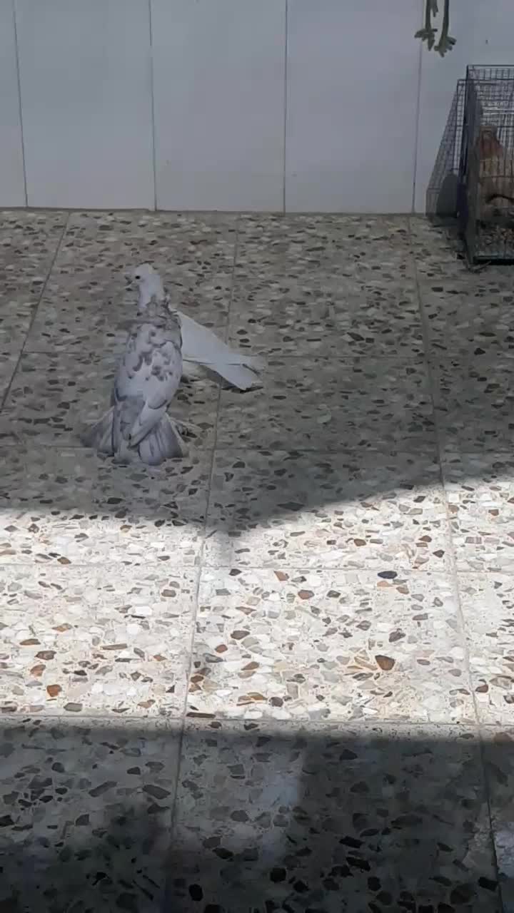 کبوتر پاپر کاکلی|پرنده|خمینی‌شهر, |دیوار