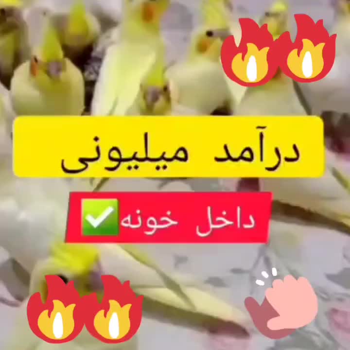 سالن پرورش عباسی|پرنده|شوشتر, |دیوار