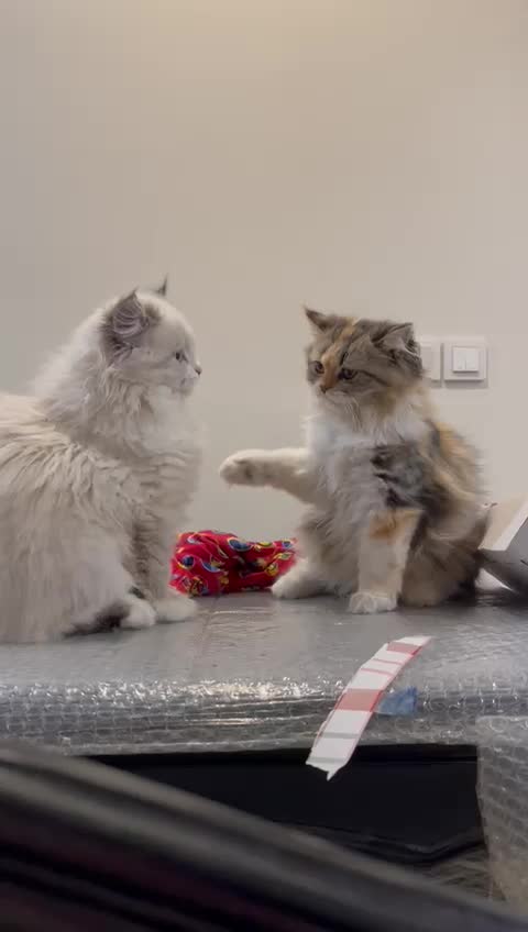 ۲ توله گربه بریتیش و مادر ( اصل )|گربه|تهران, آهنگ|دیوار