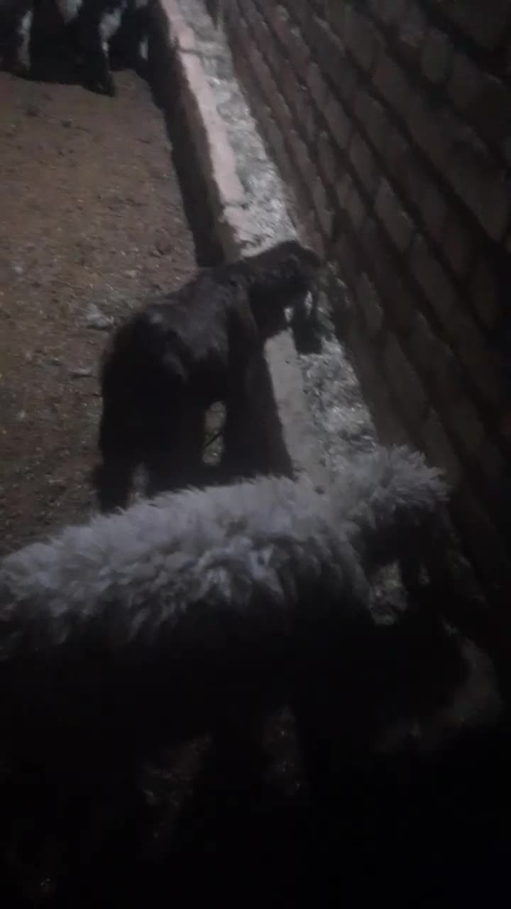 یک عدد بز زاییده بزغاله نرویک میش زاییده|حیوانات مزرعه|تایباد, |دیوار