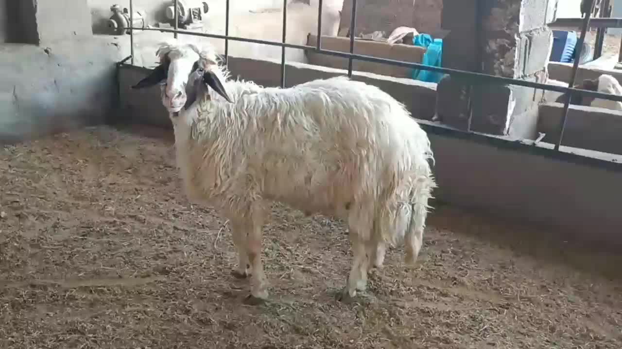 قوچ سنجابی|حیوانات مزرعه|خرم‌آباد, |دیوار