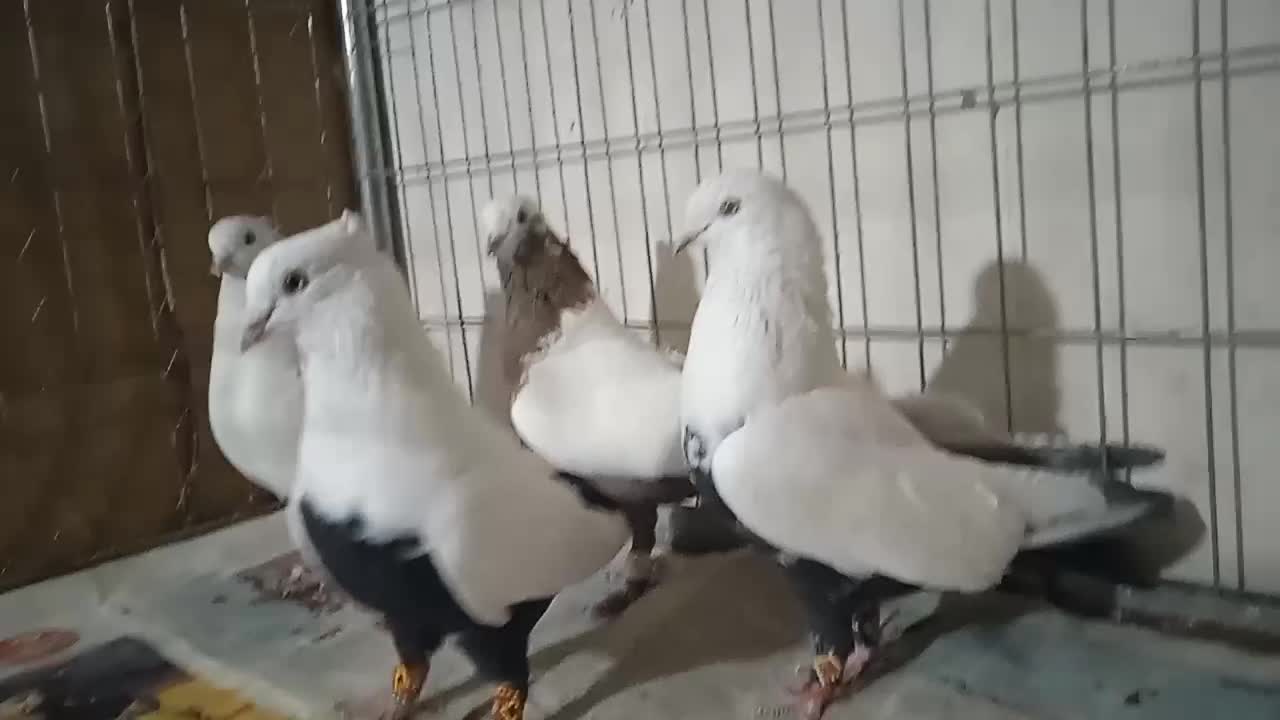 دم رنگی|پرنده|شیراز, شهرک گلستان|دیوار