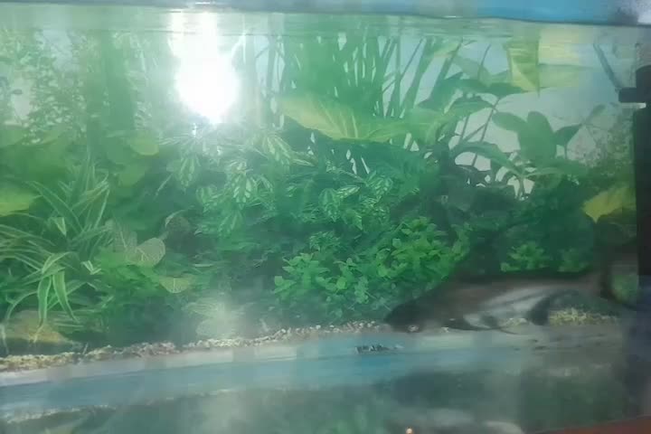 وحشی باله بلند|ماهی|اردبیل, |دیوار