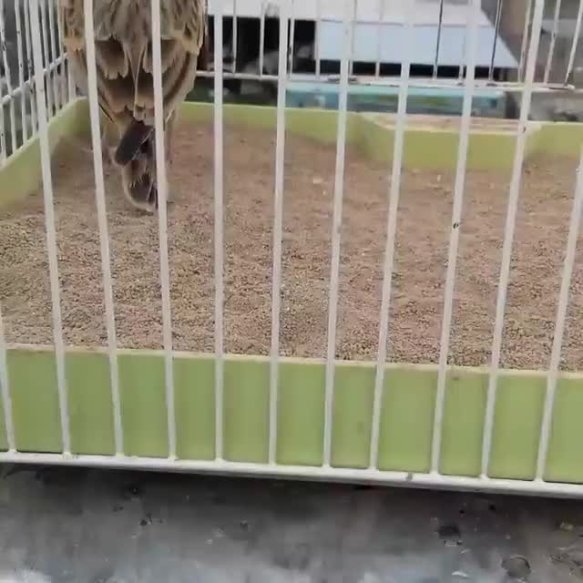 ۲عدد سهره نر|پرنده|بیرجند, |دیوار