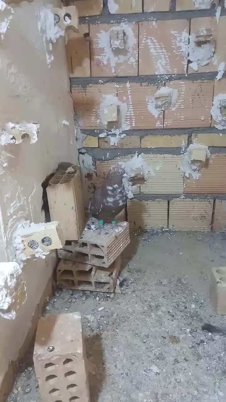 کلاغ خطی|پرنده|مشهد, نیزه|دیوار