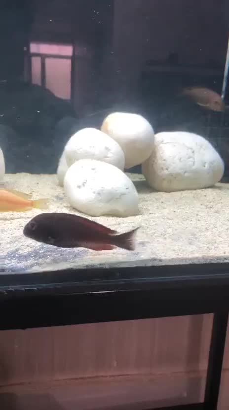 تروفئوس ردمولیرو|ماهی|اصفهان, مسجد مصلی|دیوار