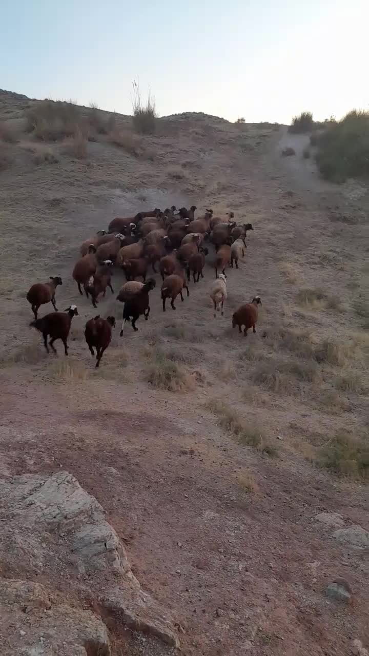 ۳۸تا بره در حد شیشک|حیوانات مزرعه|کوهدشت, |دیوار