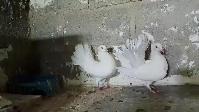 دم چتری . یهودی|پرنده|مهر, |دیوار