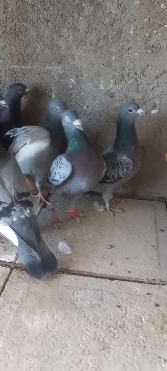 کبوتر آلمان|پرنده|نیشابور, شهید بهشتی|دیوار