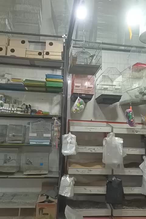 پرنده سرای کاردینال|پرنده|شیراز, گل سرخ|دیوار