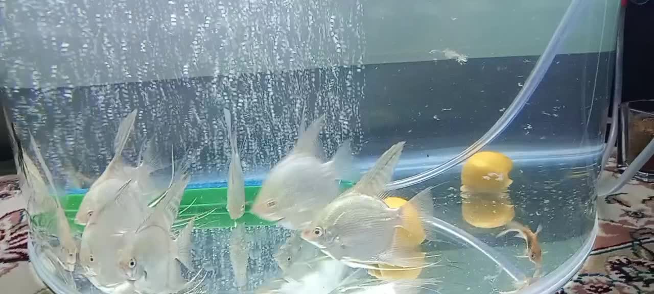 ماهی و اکواریوم|ماهی|نیشابور, شهرک بهداری|دیوار