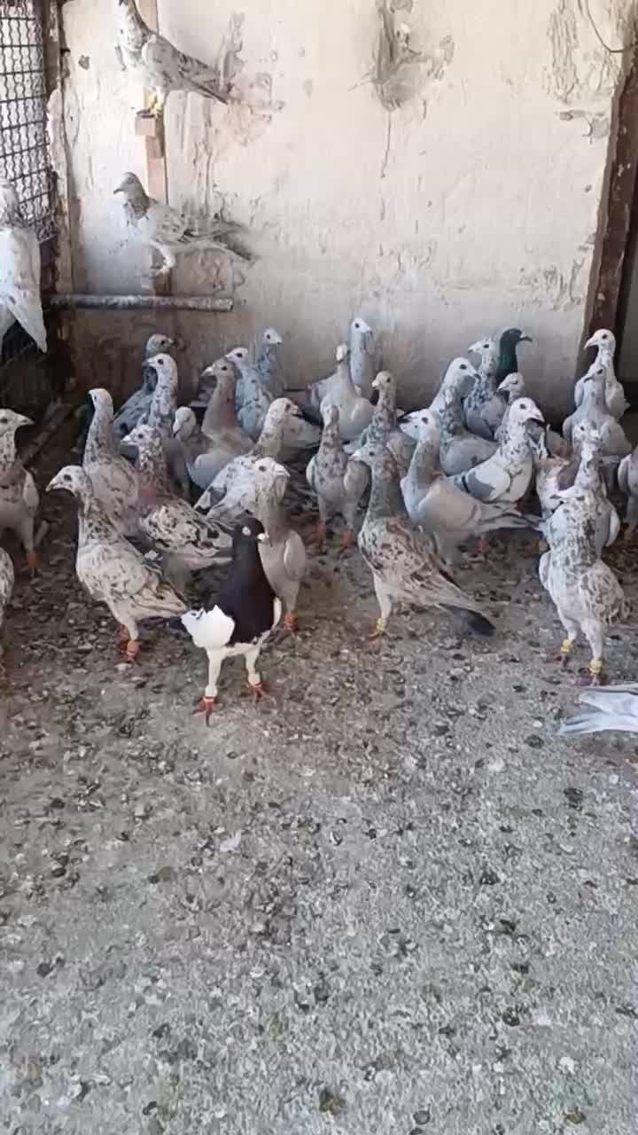 کبوتر فروشی|پرنده|تاکستان, |دیوار