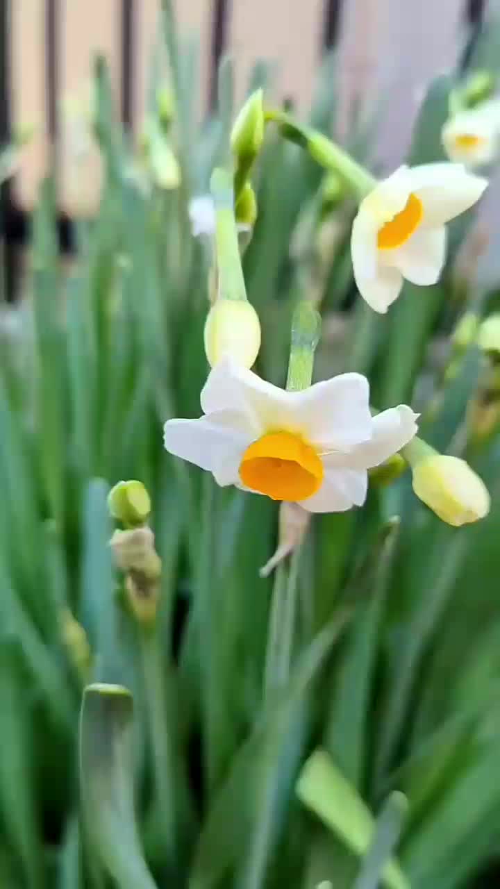 پیاز گل نرگس|گل و گیاه طبیعی|پلدختر, |دیوار