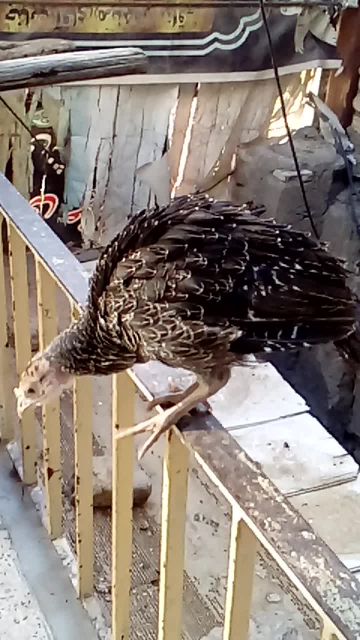 قفس. کوشین|لوازم جانبی حیوانات|مشهد, حجت|دیوار