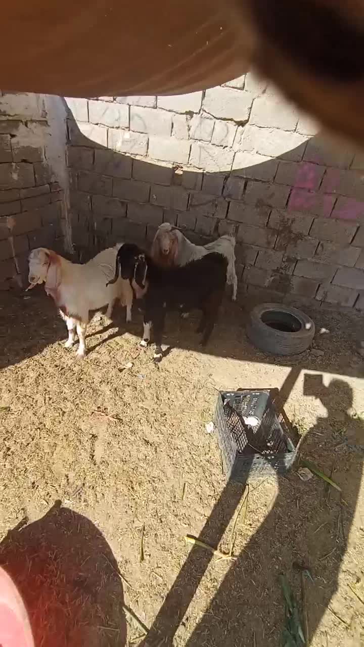 کهره نر سه تا یکی ماده.|حیوانات مزرعه|کرمان, |دیوار