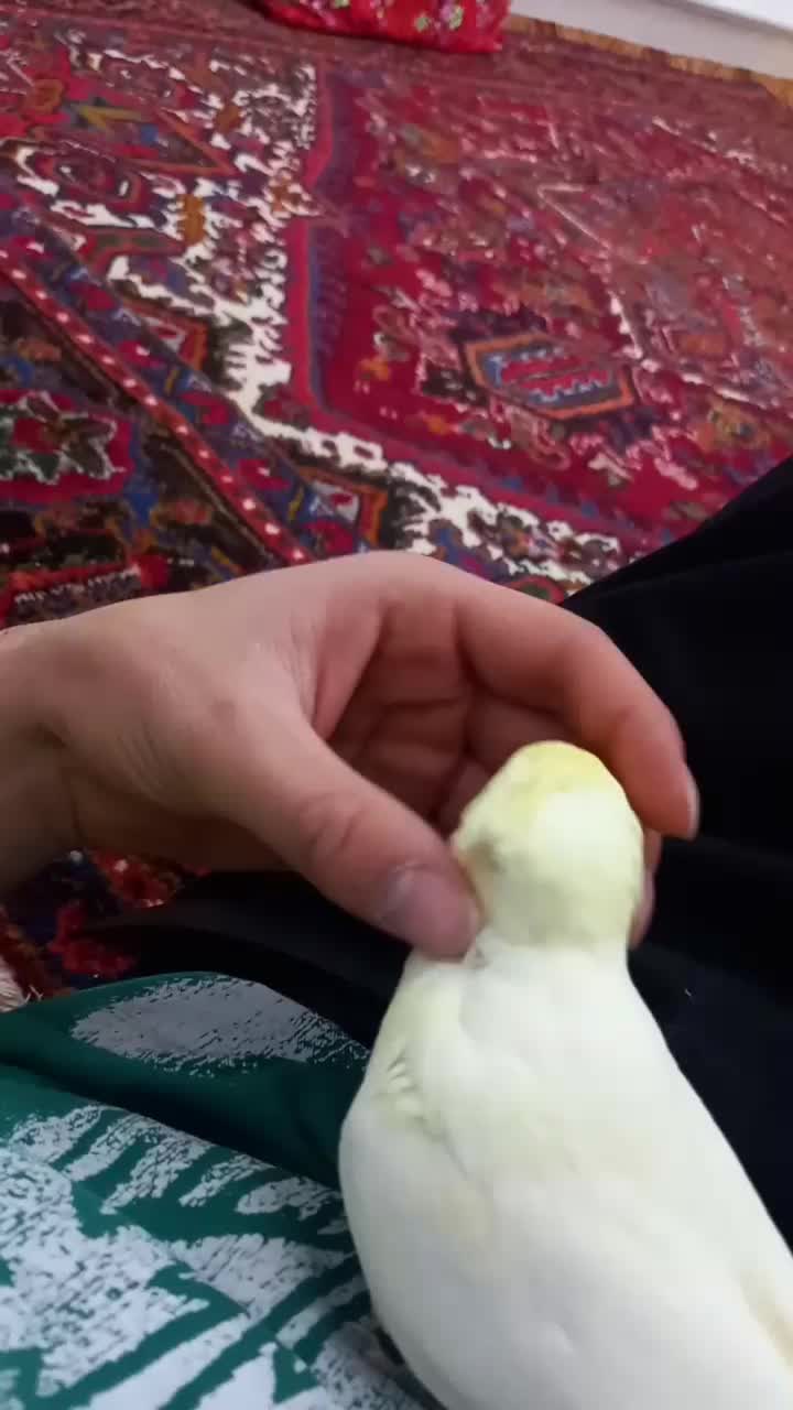 عروس هلندی فول اهلی|پرنده|مراغه, |دیوار