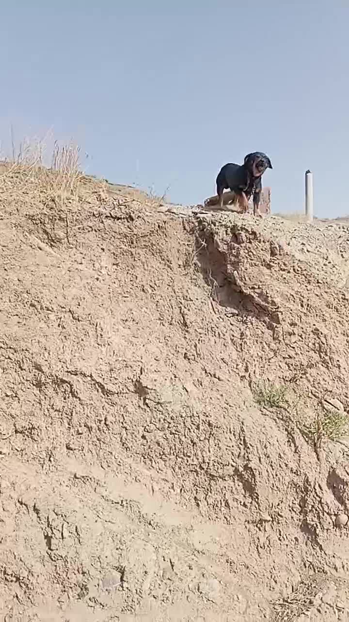 واگذاری|سگ|مشهد, هفت تیر (نه دره)|دیوار