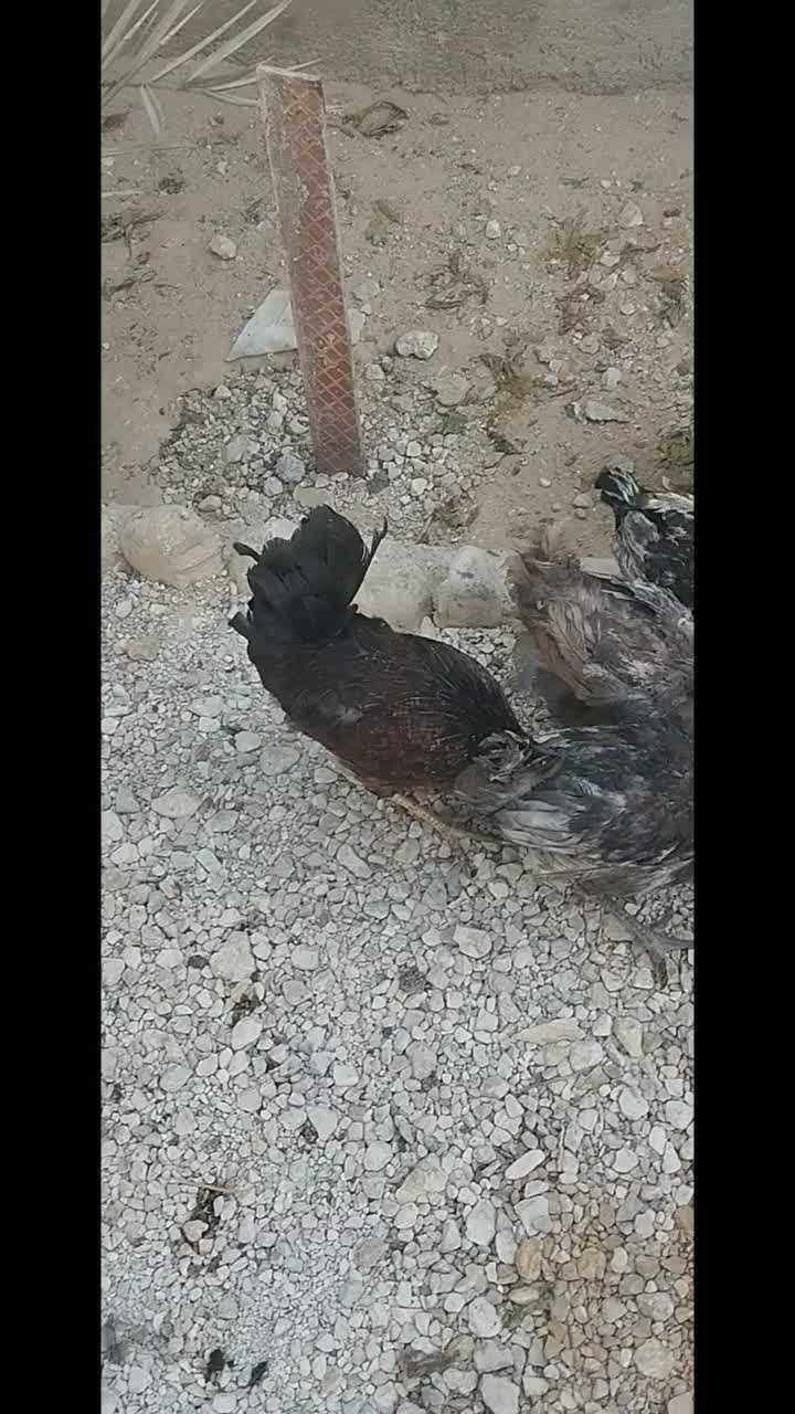 تعدادی مرغ و خروس به فروش می رسد|حیوانات مزرعه|برازجان, |دیوار