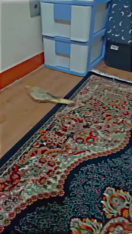 چهار عدد عروس هلندی معاوضه با پرنده سخنگو|پرنده|سنندج, |دیوار